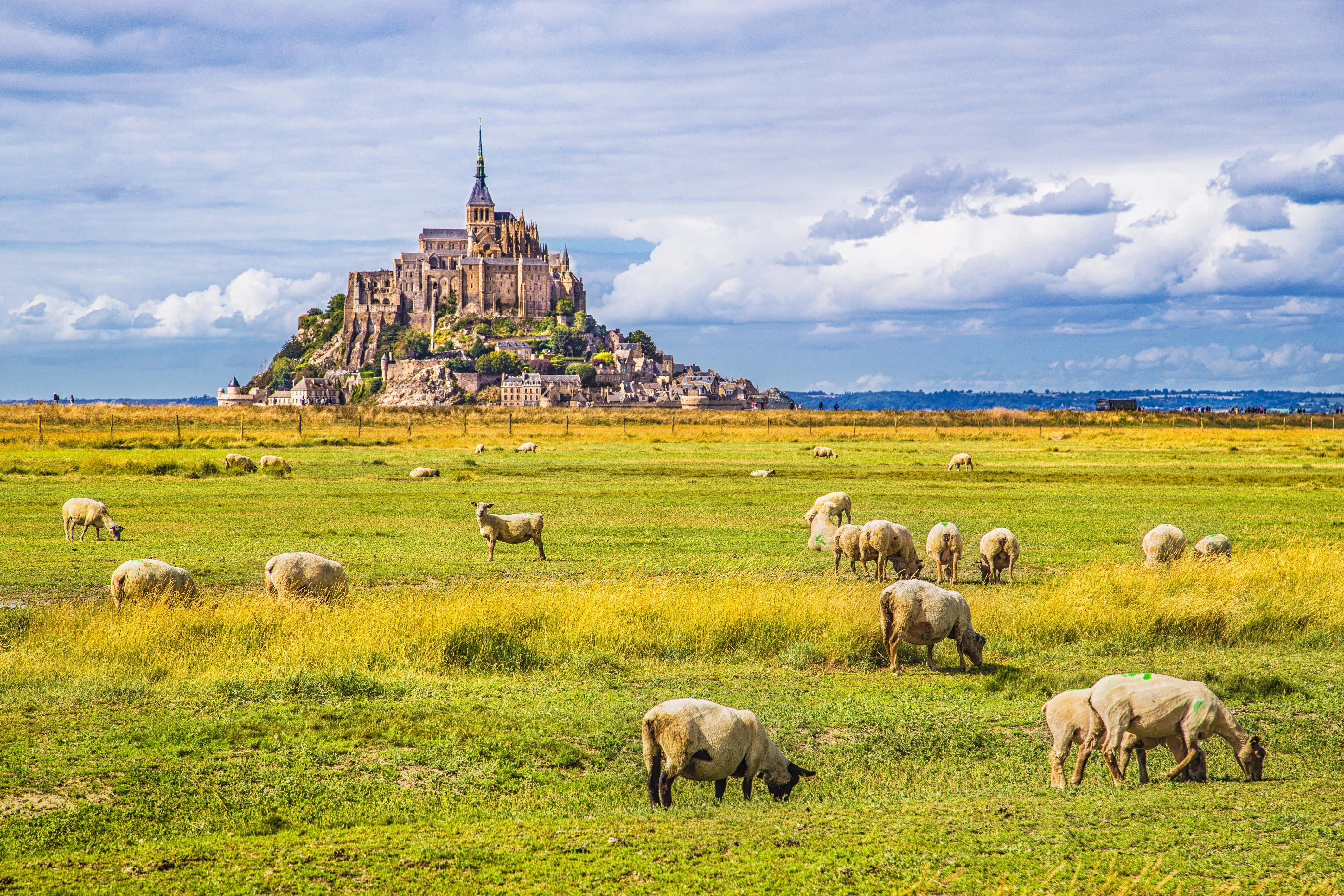 Mont Saint-Michel in France with sheep grazing in the foreground